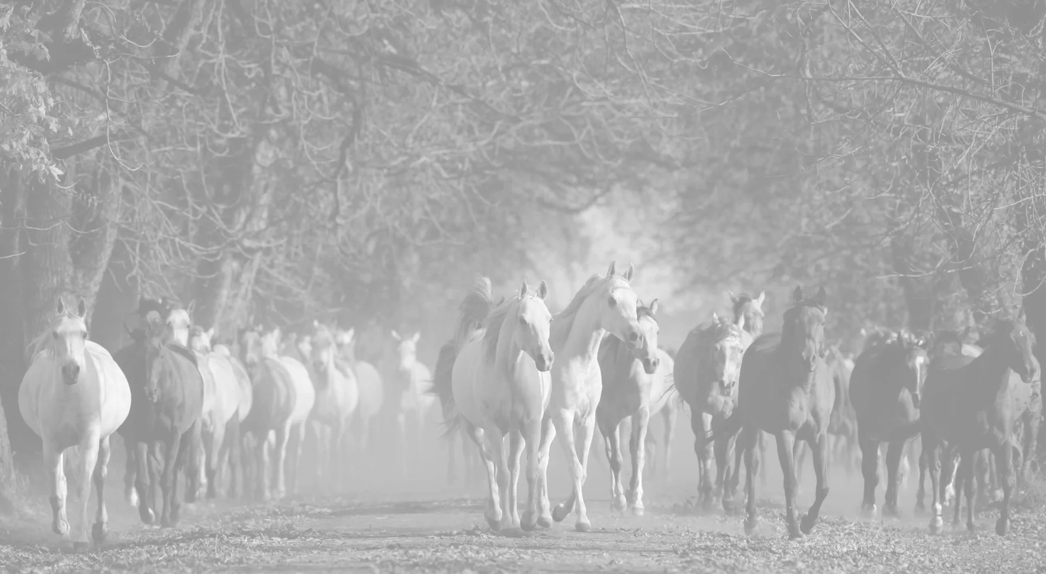 Herd of Horses